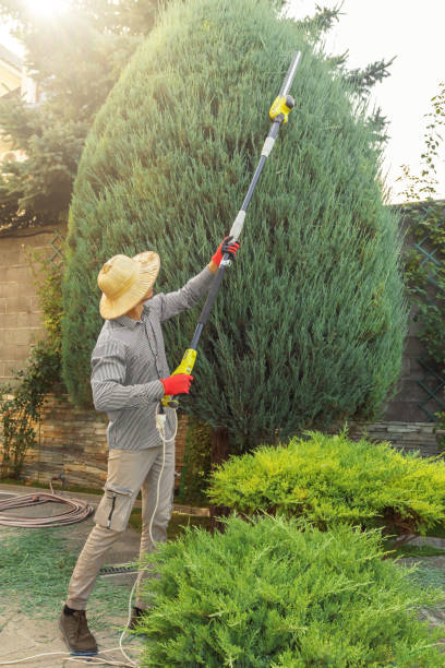 Tree and Shrub Care in Cedar Falls, IA